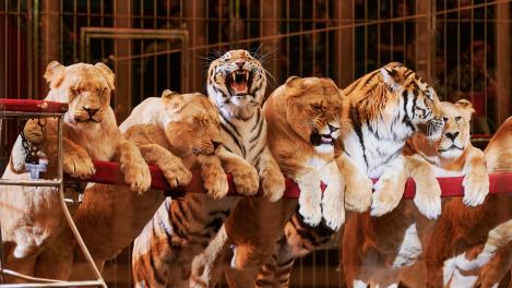 В Омск приедут хищники: в цирке покажут «Империю львиц»