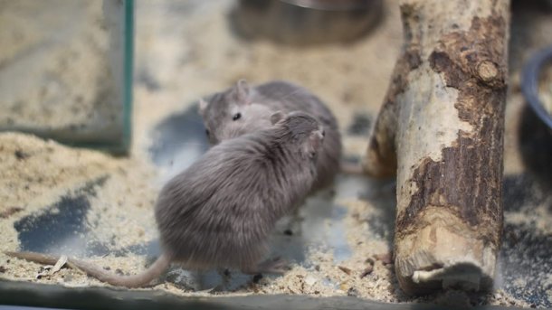 Крысы терроризируют жильцов элитных многоэтажек в центре Омска