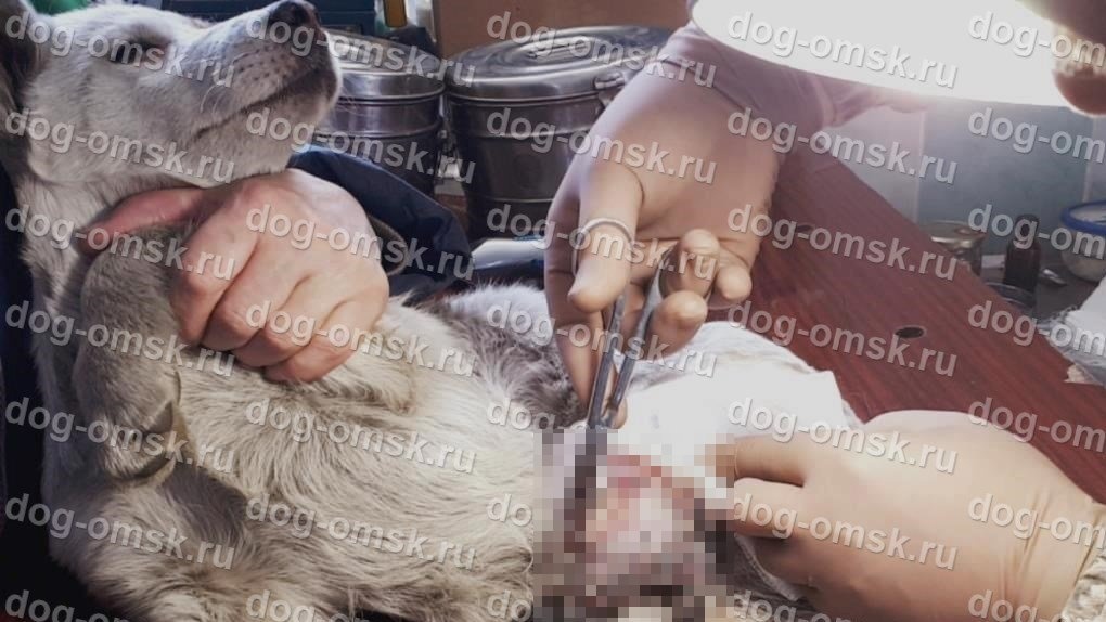 В Омске спасают щенка с оторванной задней лапой
