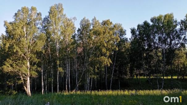 В Омской области продлили ограничение на посещение леса
