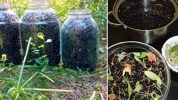 Где искать дикую черёмуху и чернику, рассказали новосибирцам