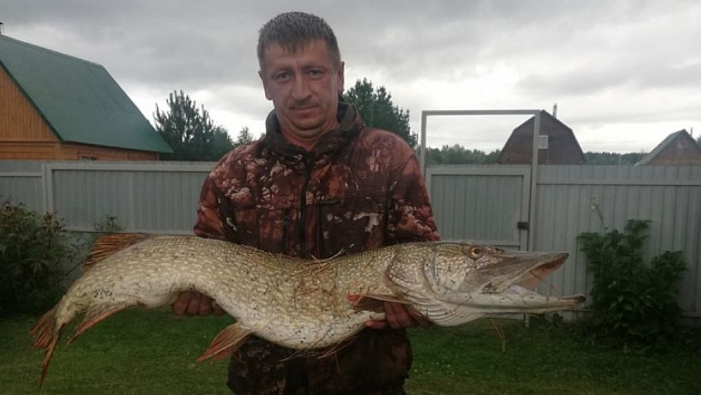 «Почти как крокодил»: новосибирский рыбак выловил гигантскую щуку