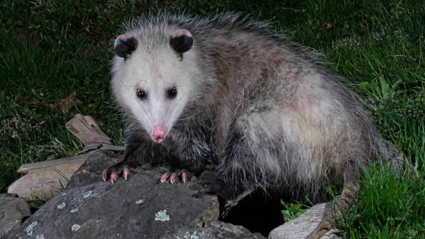 В ушибленный коллектив в Омске ищут менеджера опоссумов