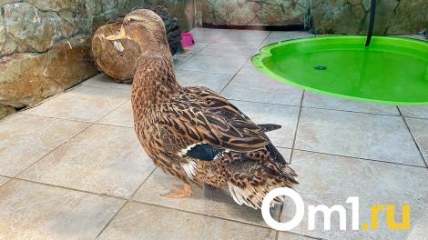 Первые утята замечены в омских угодьях