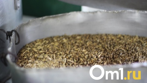 Омские семена будут поставлять в Казахстан