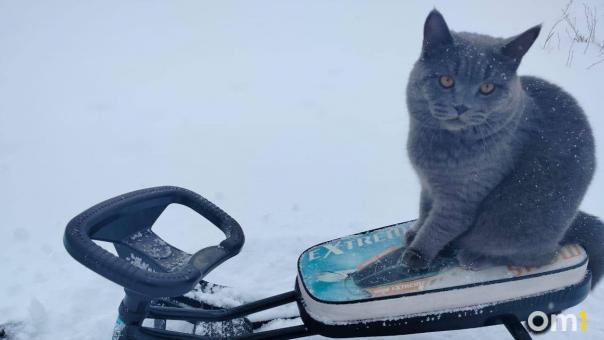 Омичи предпочитают кошек собакам
