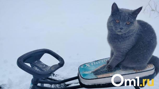 Омичи предпочитают кошек собакам