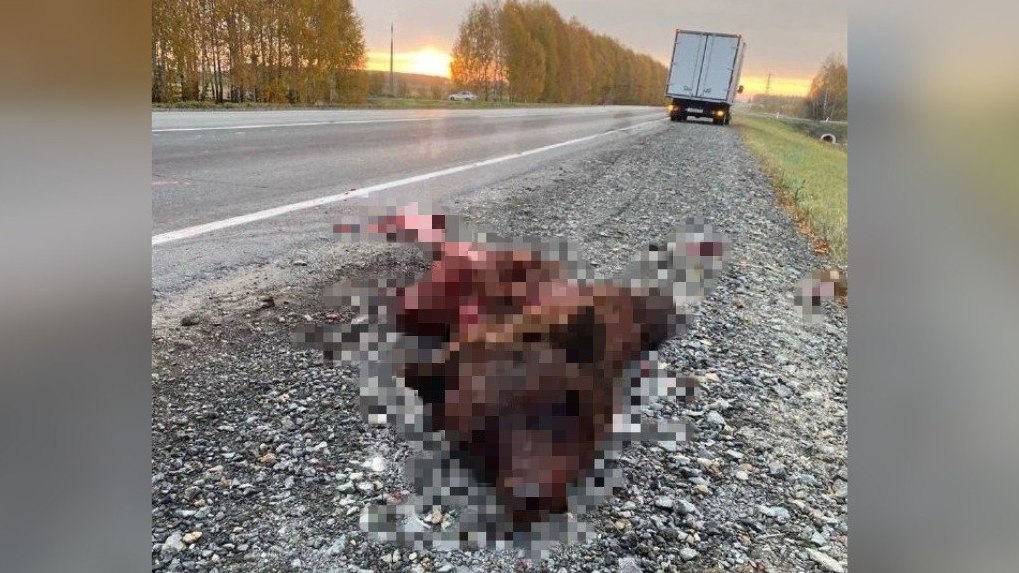 Медведя разорвало на трассе Новосибирск – Кемерово