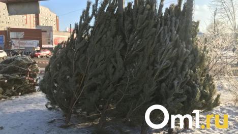 В Омске организуют около 60 ёлочных базаров