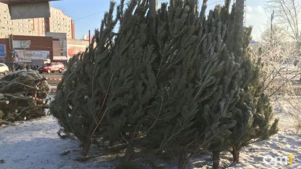 В Омске организуют около 60 ёлочных базаров