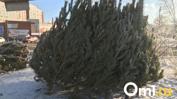 В Омске организуют около 60 ёлочных базаров