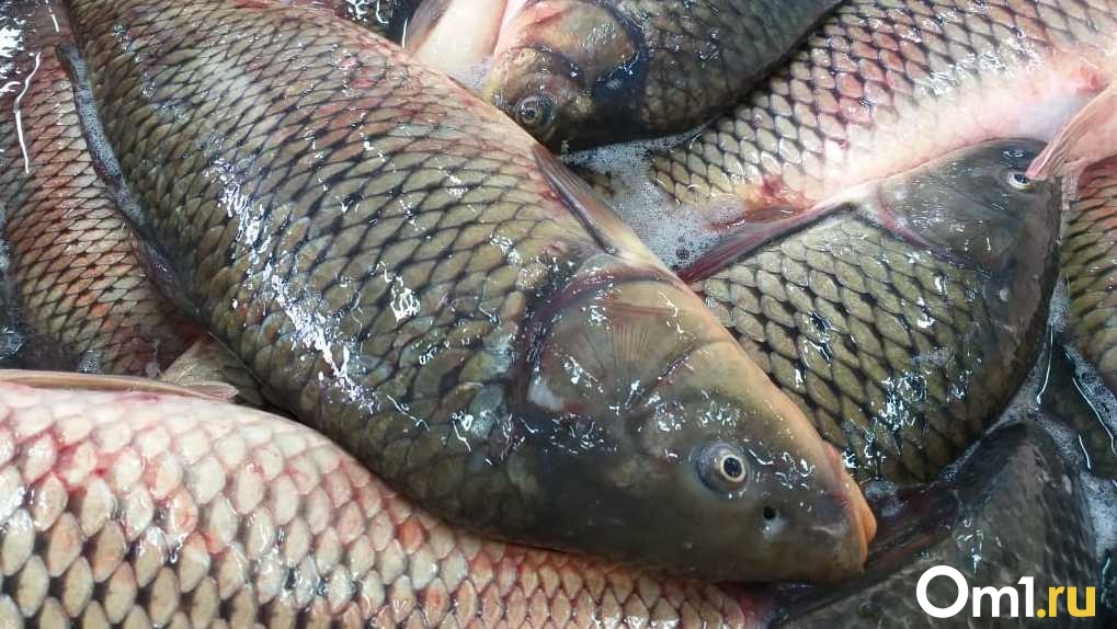 Рыбохозяйственные предприятия Новосибирской области выловили рекордную массу сазанов и карасей