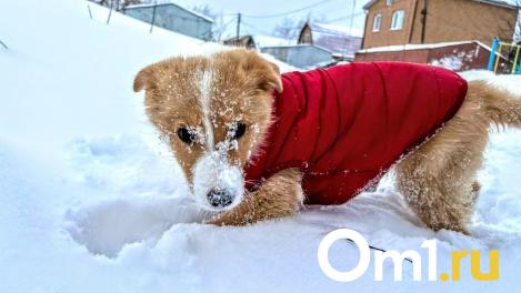 Арктический воздух принесёт в Омскую область похолодание