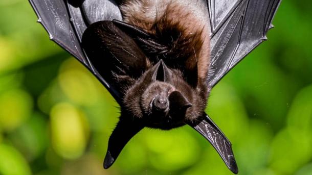 «Выпускной летучих мышей» пройдёт в зоопарке Новосибирска