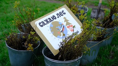 Клиенты Tele2 смогут посадить дерево онлайн