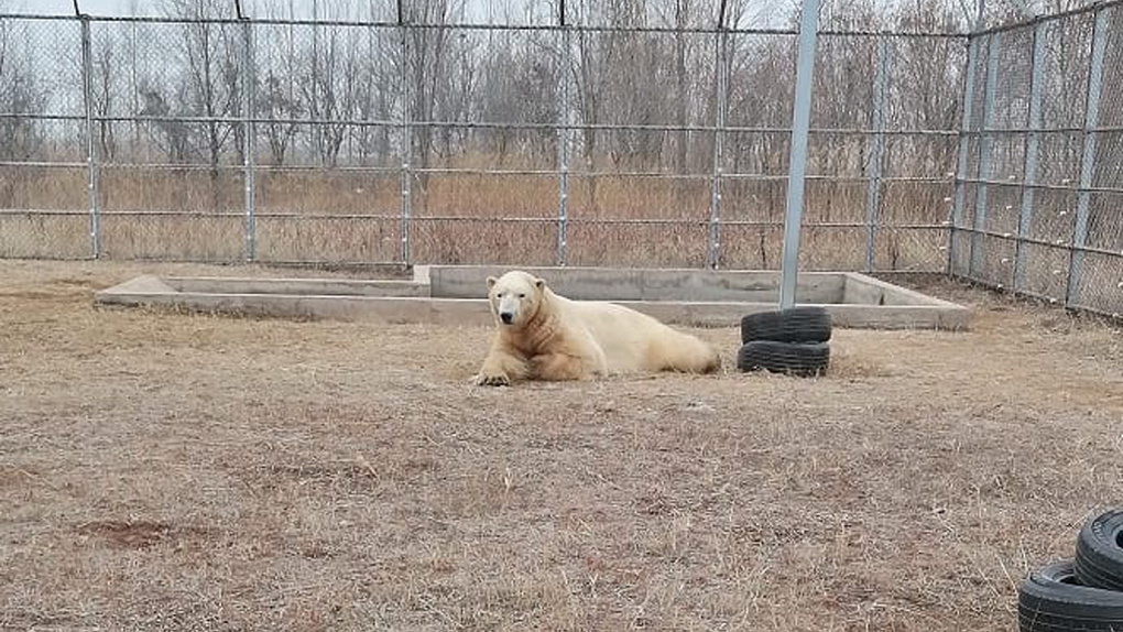 Новосибирский зоопарк показал, как живёт в Китае белый медведь Ростик