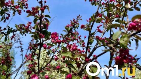 Опубликована дата, когда в Омск вернётся хорошая погода