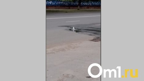 В центре Омска на проезжей части начал бить фонтан