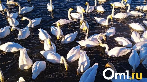 В «Птичью гавань» вернулись лебеди-шипуны