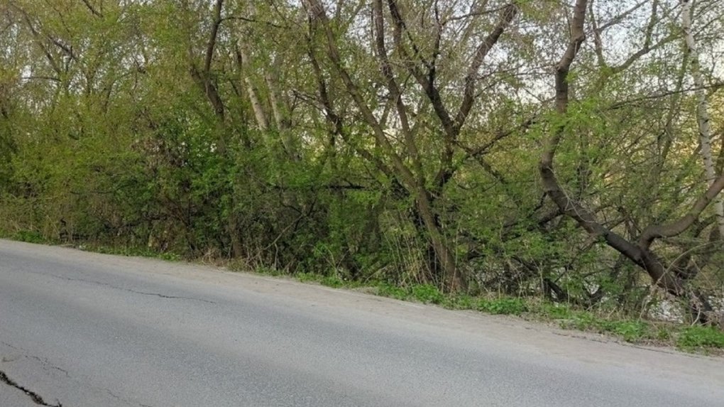 Водитель «Хонды» сбил лося на Бердском шоссе под Новосибирском