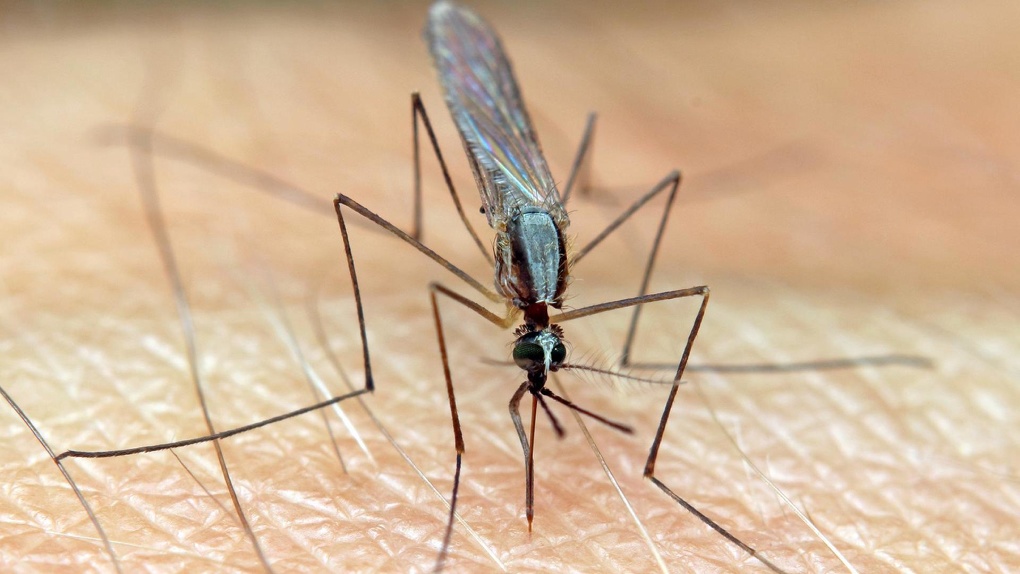 Создадут новый способ борьбы с насекомыми: новосибирские учёные изучили геном малярийных комаров