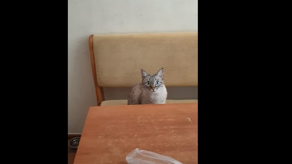 Новосибирский кот «загипнотизировал» хозяина