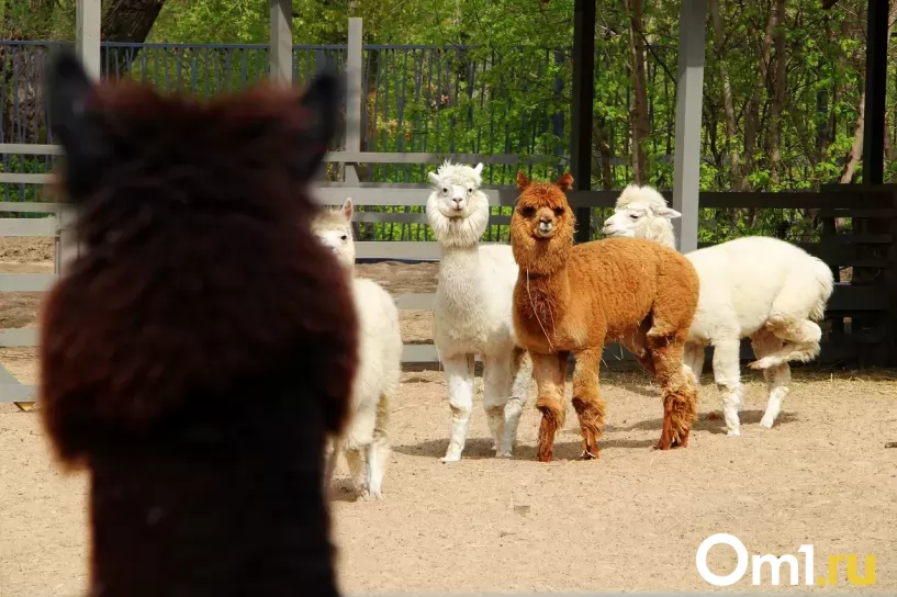 Изображение фоторепортажа