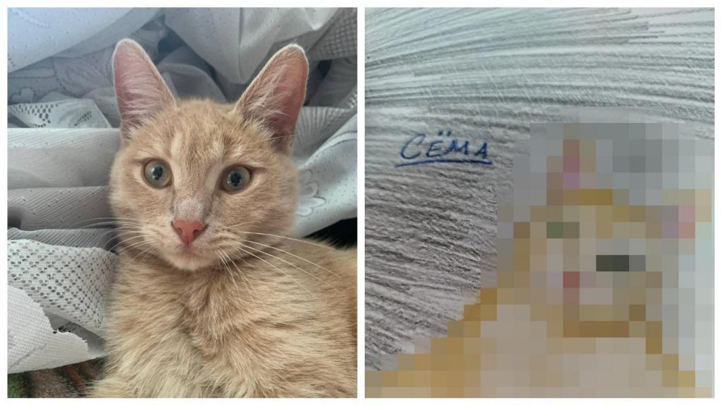 Дети рисуют питомцев за деньги в интернете: милый бизнес или спекуляция? Мы заказали рисунок кота — результат удивил