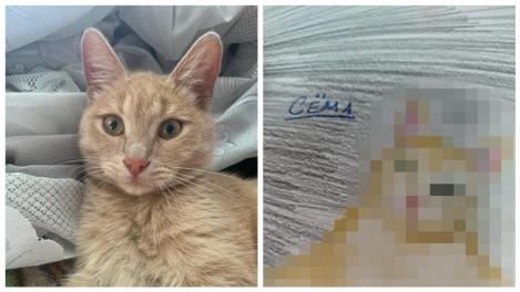 Дети рисуют питомцев за деньги в интернете: милый бизнес или спекуляция? Мы заказали рисунок кота — результат удивил