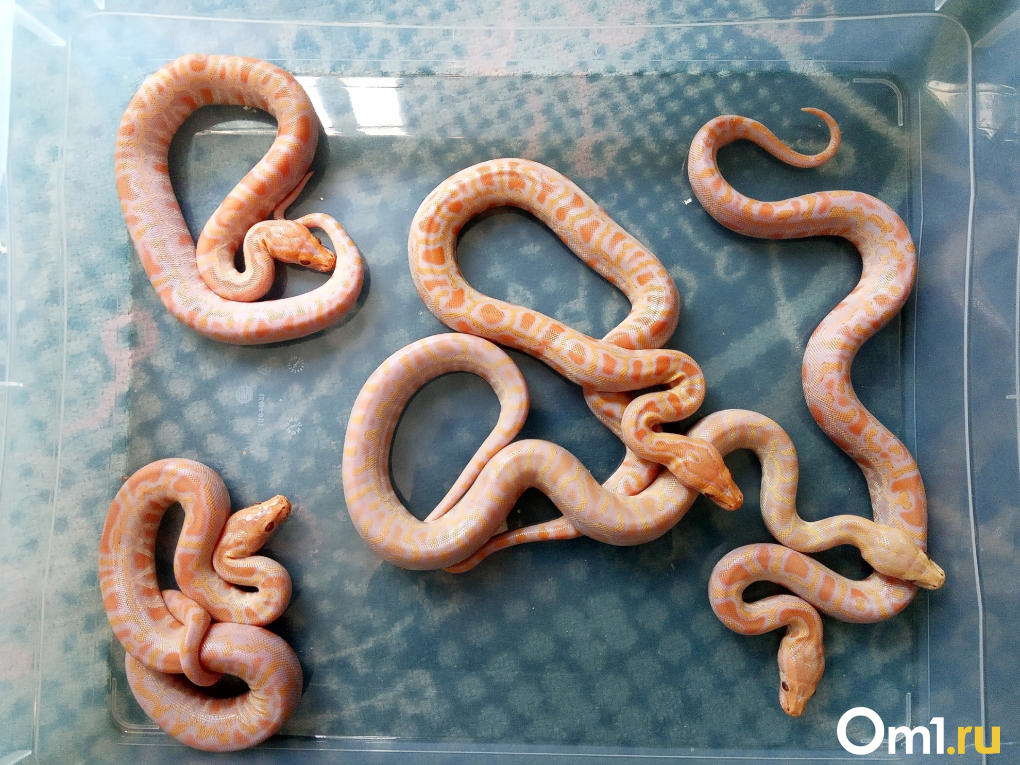 Весь холодильник в крысах: что нужно знать перед тем, как завести змею?