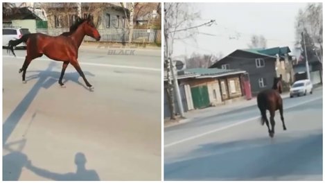 Лошадь без наездника заметили бегающей по оживлённой улице Новосибирска