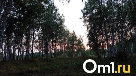 В Омской области начинается охота на уток и гусей