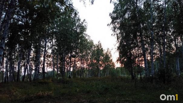 В Омской области начинается охота на уток и гусей