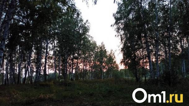 В Омской области начинается охота на уток и гусей