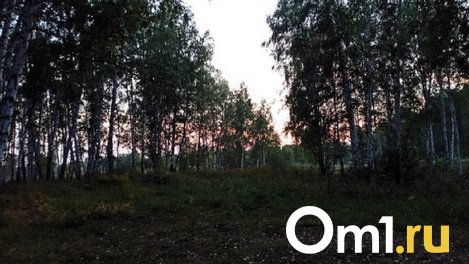 Омичам обещают награду в 300 тысяч рублей за поиск заблудившегося грибника