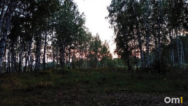 Омичам обещают награду в 300 тысяч рублей за поиск заблудившегося грибника