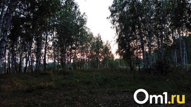 Омичам обещают награду в 300 тысяч рублей за поиск заблудившегося грибника