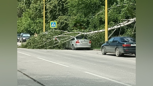 В Новосибирске береза упала на автомобиль из-за сильного ветра