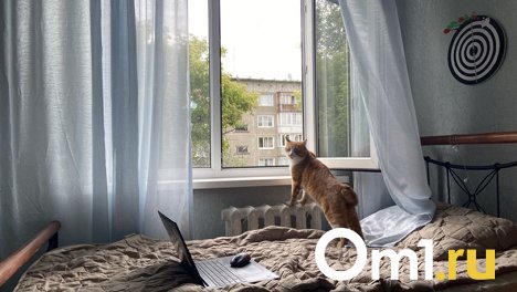5 советов, как спасти себя от жары в квартире — проверено редактором новосибирского портала Om1.ru
