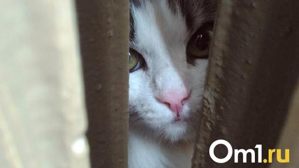 Омич после ссоры с женой на глазах ребёнка убил кошку