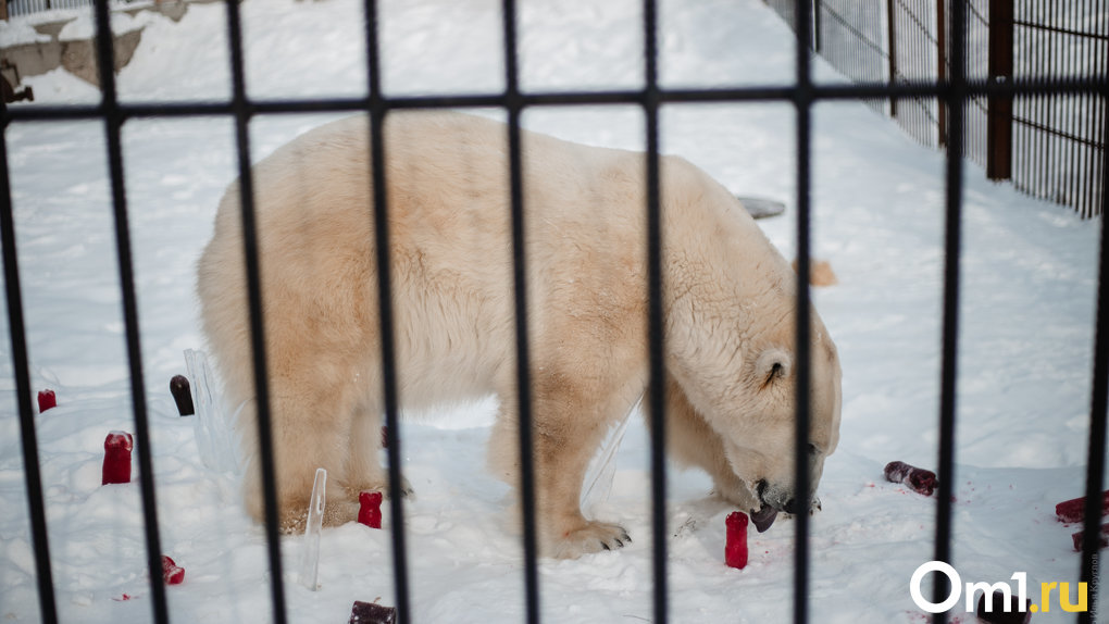 В Новосибирском зоопарке прокомментировали возможность отправить белых медведей в Большеречье