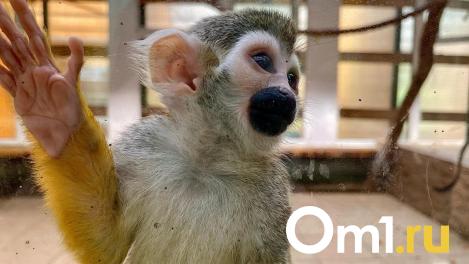 Прибыль Новосибирского зоопарка сократилась на миллионы — что с выручкой?