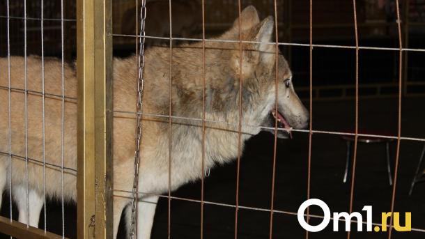 На улицу страшно выходить: деревню на севере Омской области терроризируют волки