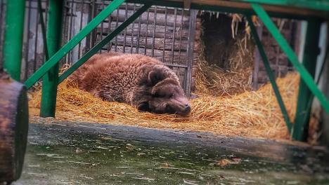 Из-за аномальной погоды в Большереченском зоопарке проснулся медведь