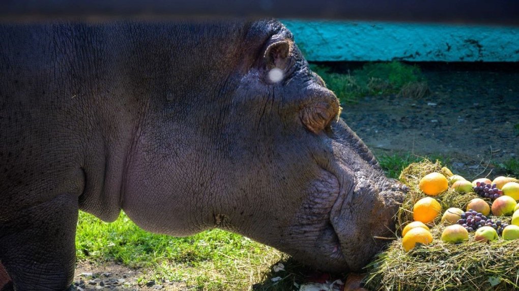 Старейший бегемот Большереченского зоопарка отметит своё 35-летие