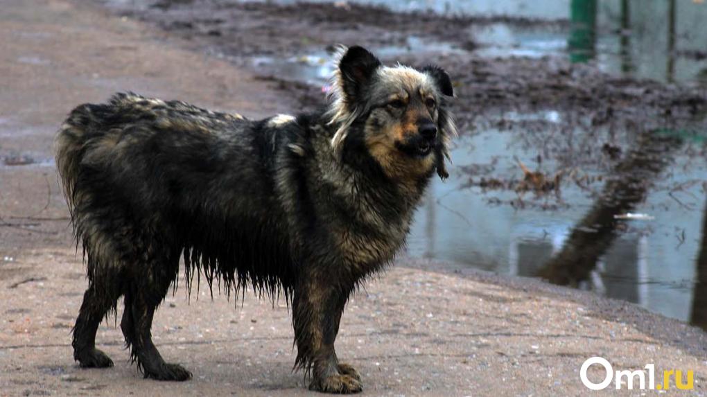 Омский экоблогер Владимир Лифантьев предложил жёстко наказывать собачников за фекалии на улицах