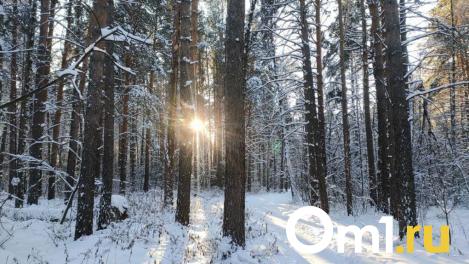 Новосибирцы от страха переворачивают подушки: что происходит с волками в Александров день