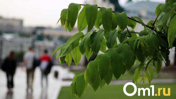 В Омске начали устранять последствия урагана и сильного ливня