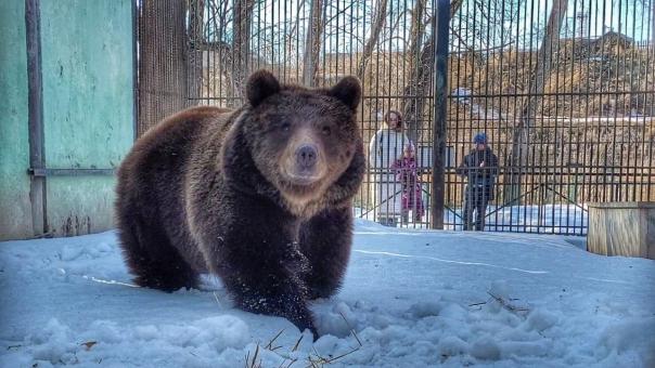 В омском Большереченском зоопарке медведи после спячки вышли в уличный вольер