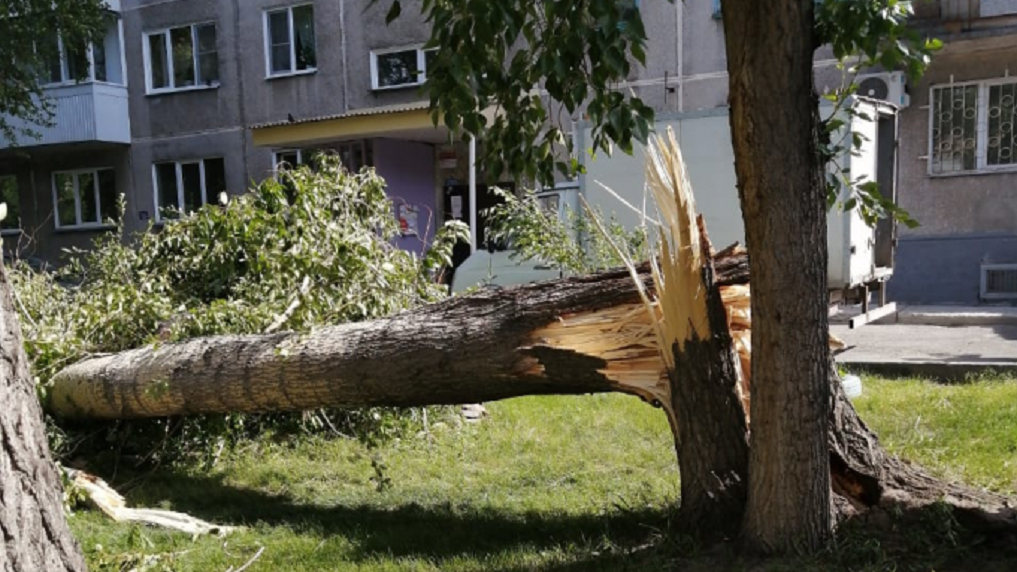 Ураган в сибири. Тополь Новосибирск. Сломанное дерево в городе. Деревья сломанные ветром. Деревья Новосибирска.